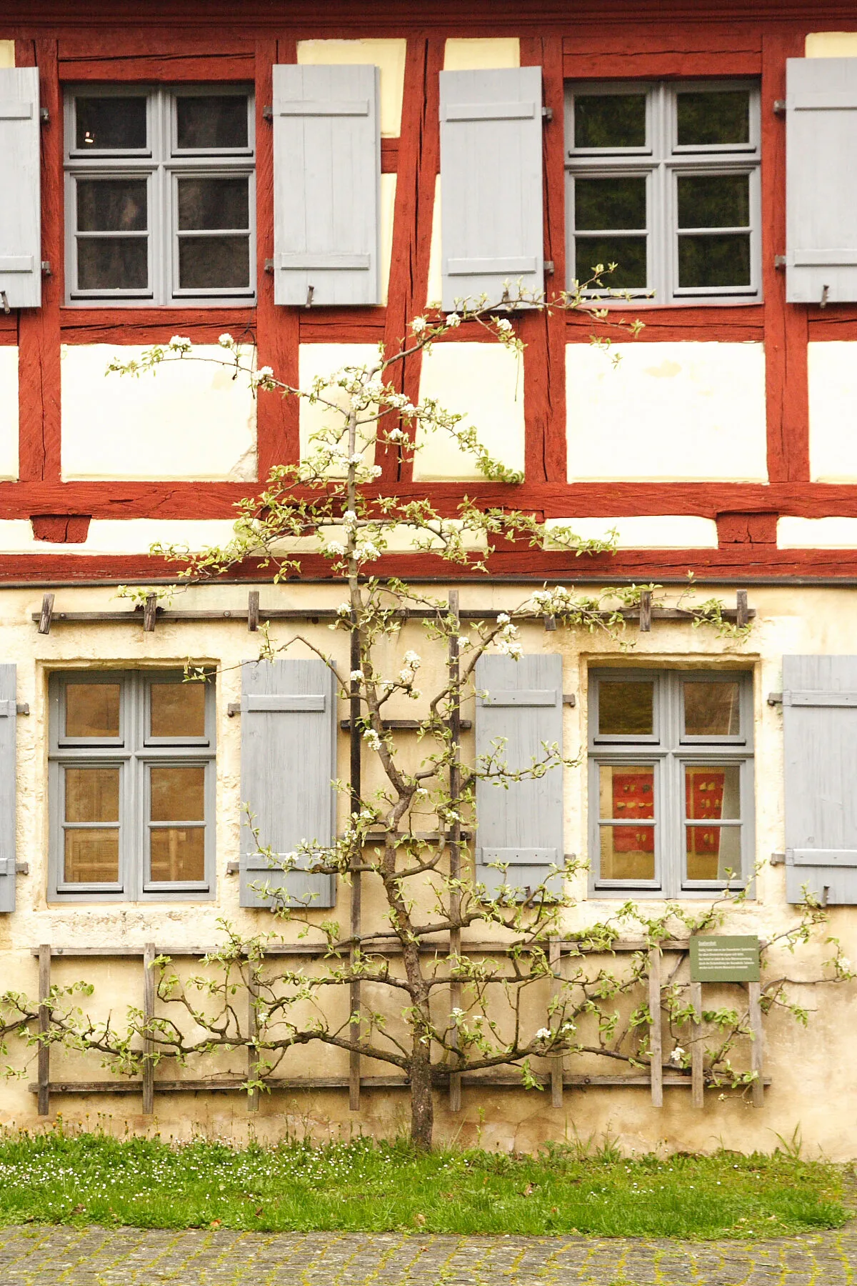 Ein blühender Spalier-Obstbaum, flach an einem Drahtrahmen vor einer Fachwerkwand gezogen