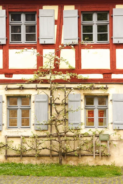 Ein blühender Spalier-Obstbaum, flach an einem Drahtrahmen vor einer Fachwerkwand gezogen