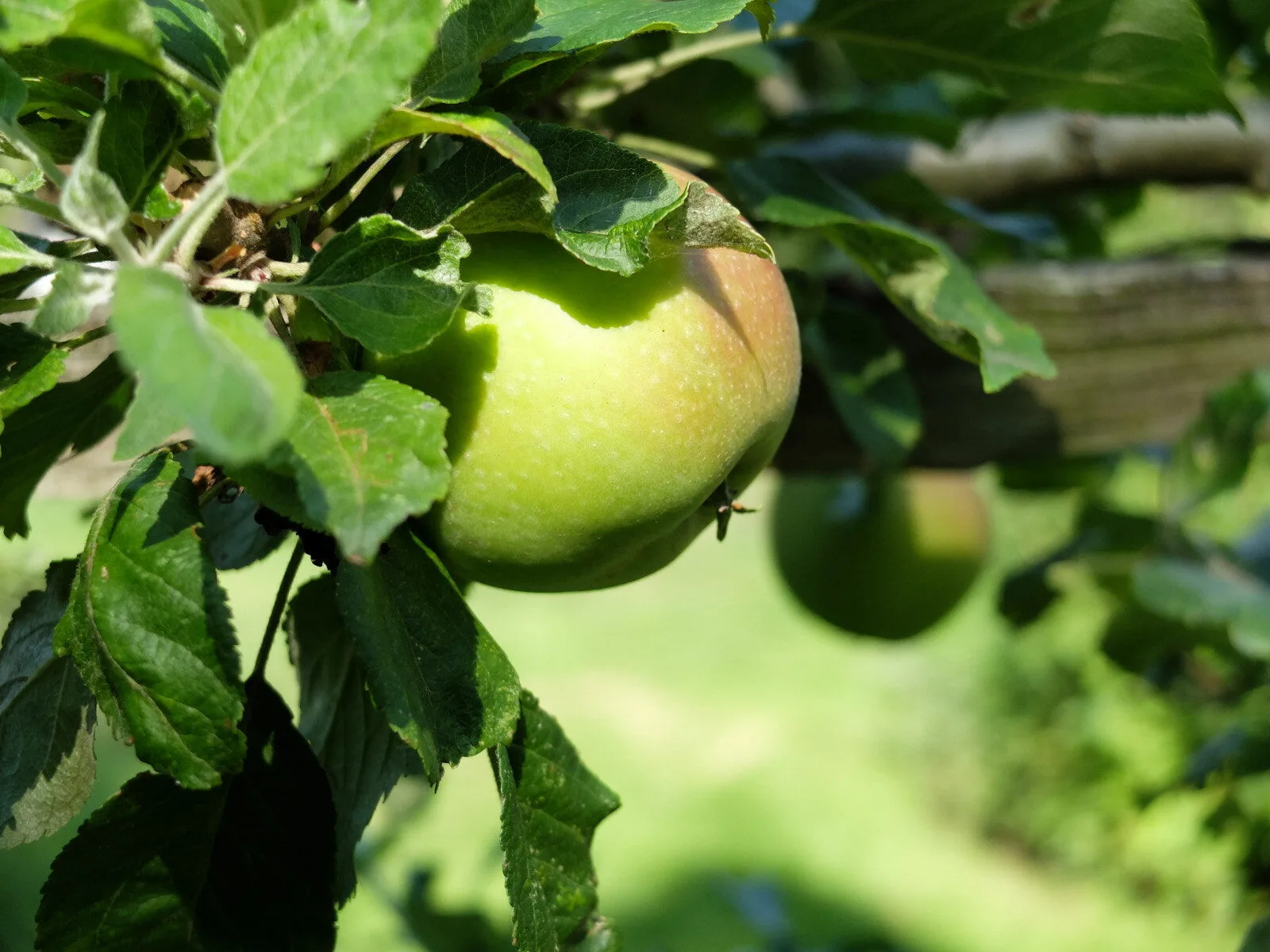 Ein reifender grüner Apfel an einem Spalierbaum, im Hintergrund die hölzerne Rankhilfe