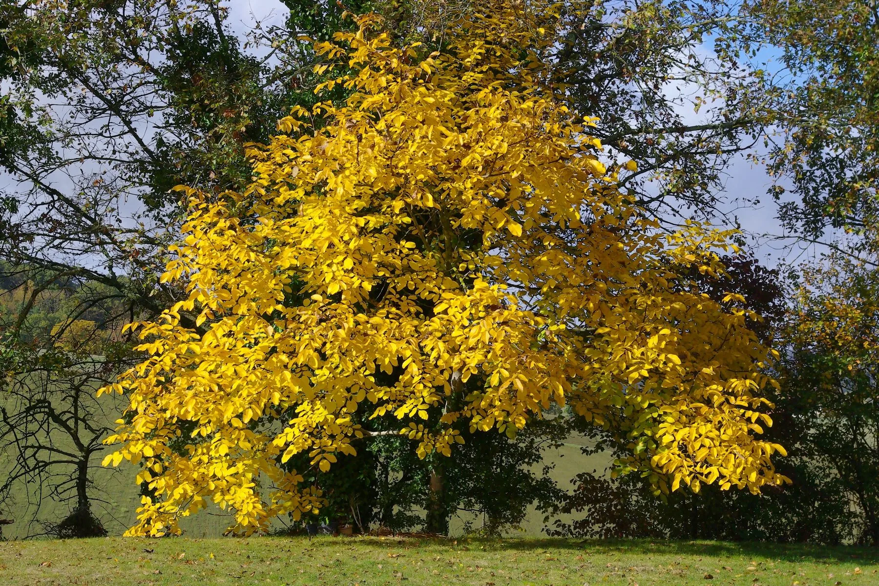Ein großer Walnussbaum in goldgelber Herbstfärbung auf einer Wiese