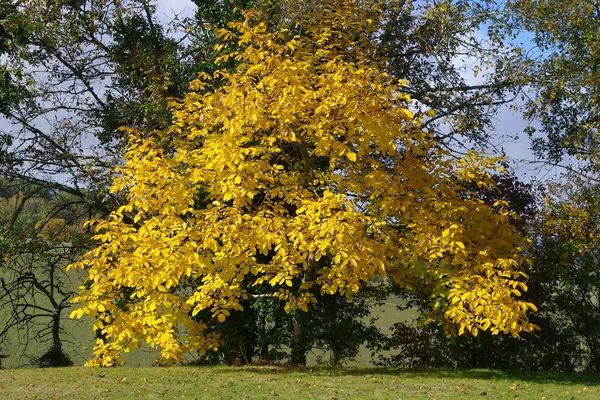 Ein großer Walnussbaum in goldgelber Herbstfärbung auf einer Wiese