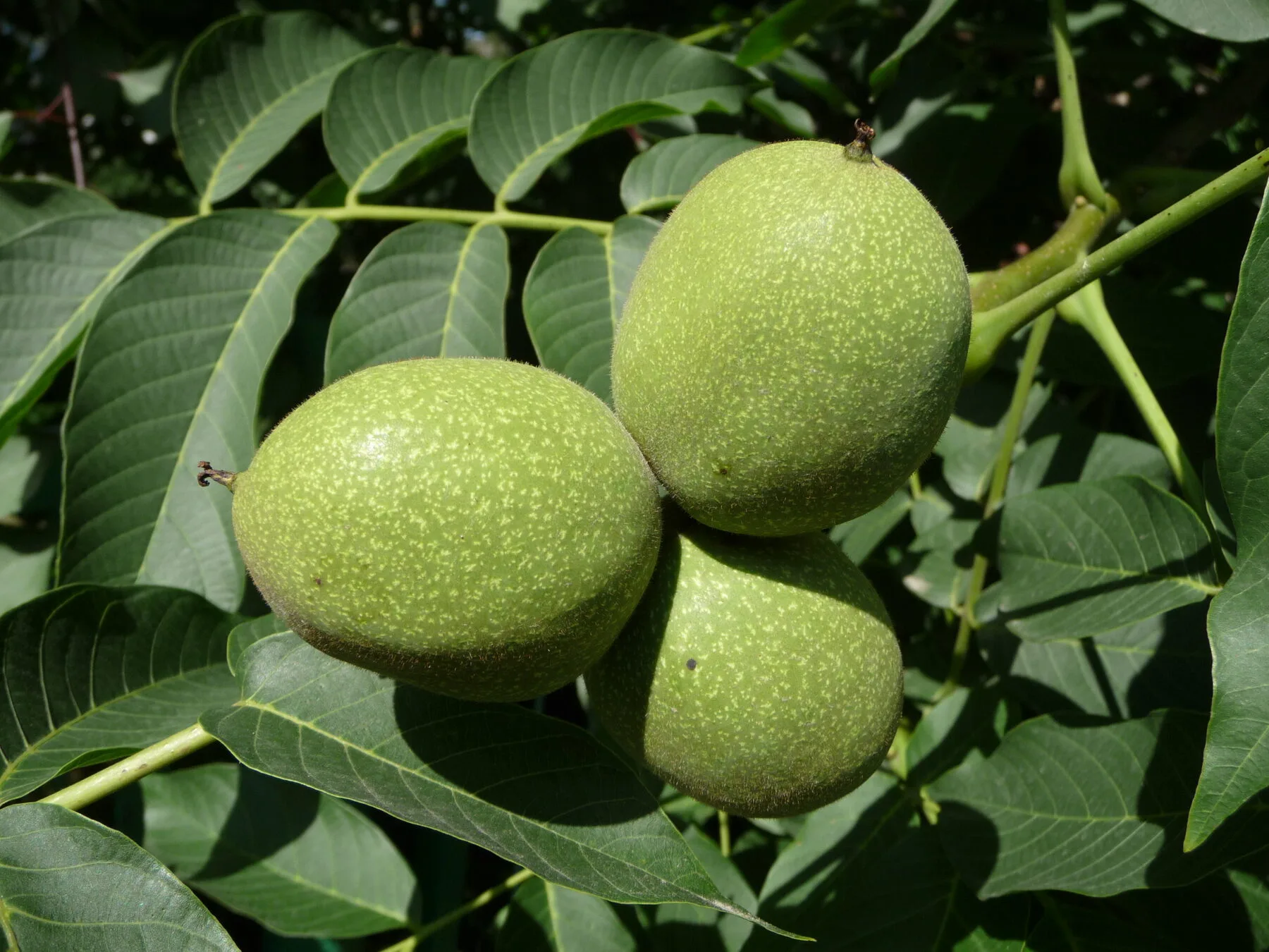 Three green walnuts still enclosed in their husk on the branch with pinnate leaves