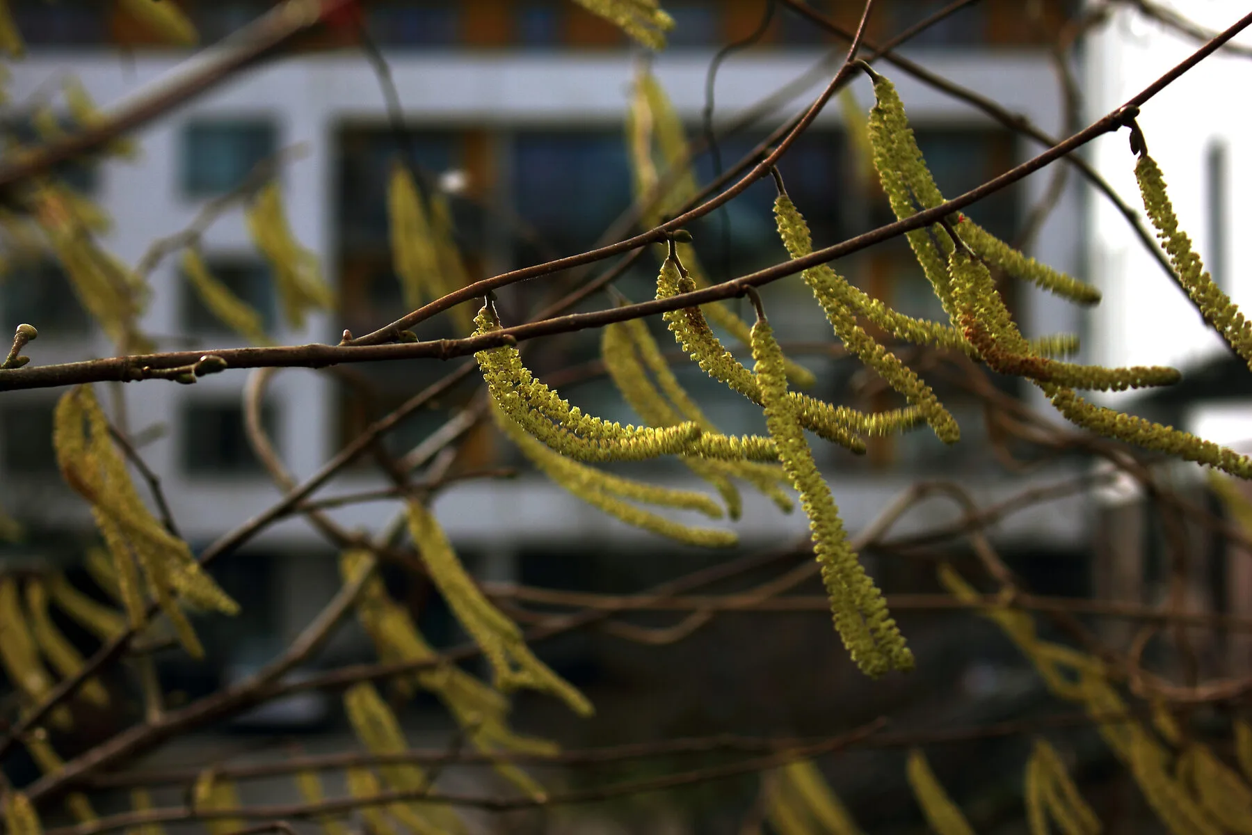 Gelbe, hängende Haselkätzchen an noch kahlen Zweigen im Vorfrühling