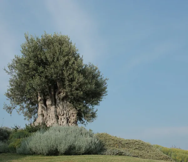 Ein alter Olivenbaum mit knorrigem Stamm und silbrig-grünem Laub auf einer Anhöhe
