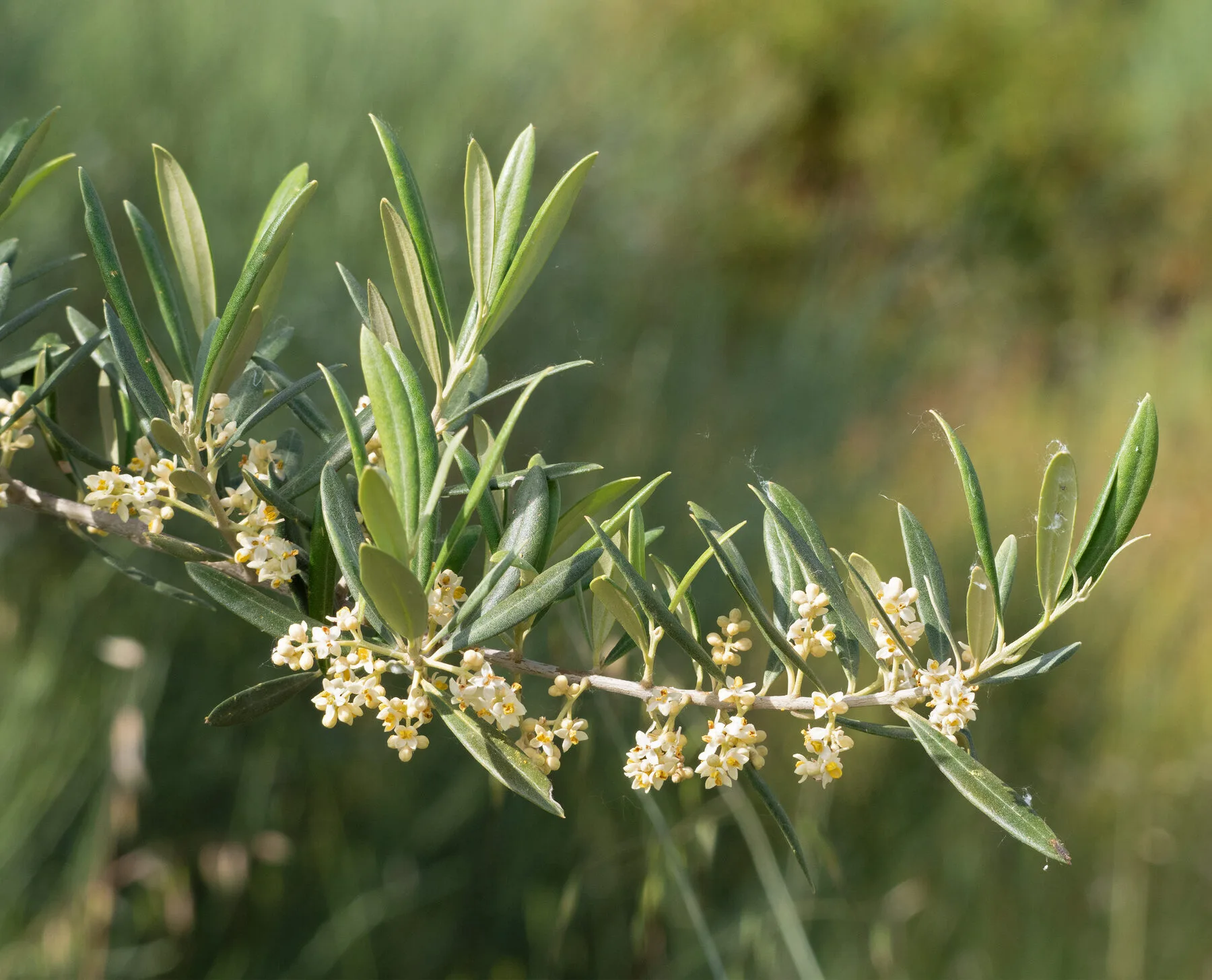 Ein Olivenzweig mit cremeweißen Blüten und schmalen, silbrig-grünen Blättern