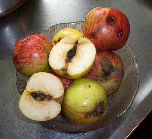 Mehrere Äpfel in einer Schale, zwei aufgeschnitten mit braunen Fraßgängen des Apfelwicklers am Kerngehäuse