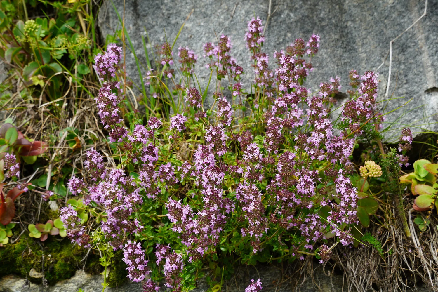 Blühender Thymian mit rosa Blüten auf einem sonnigen, steinigen Standort