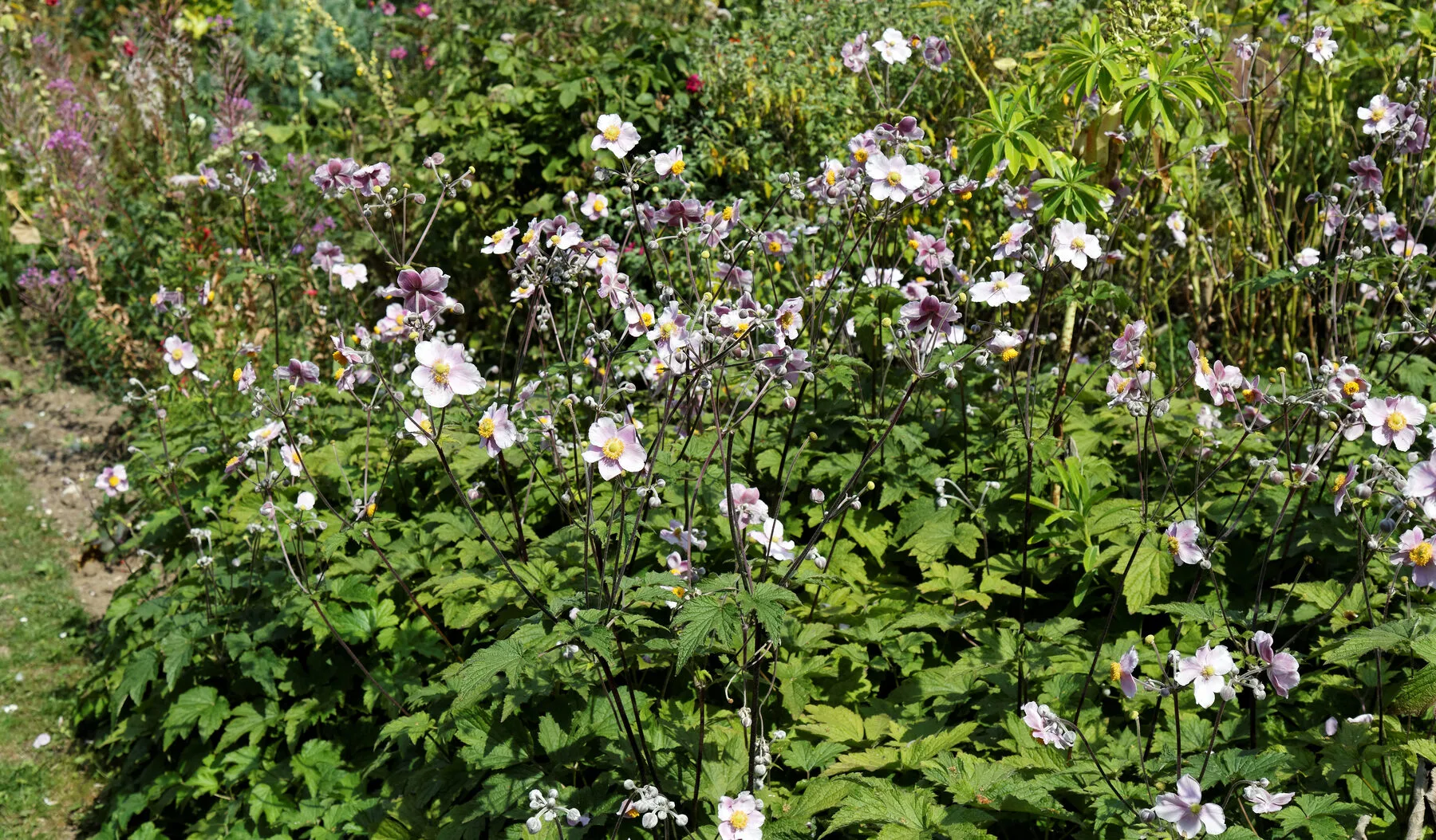 Staudenbeet mit rosa Herbstanemonen und gestaffelten Höhen