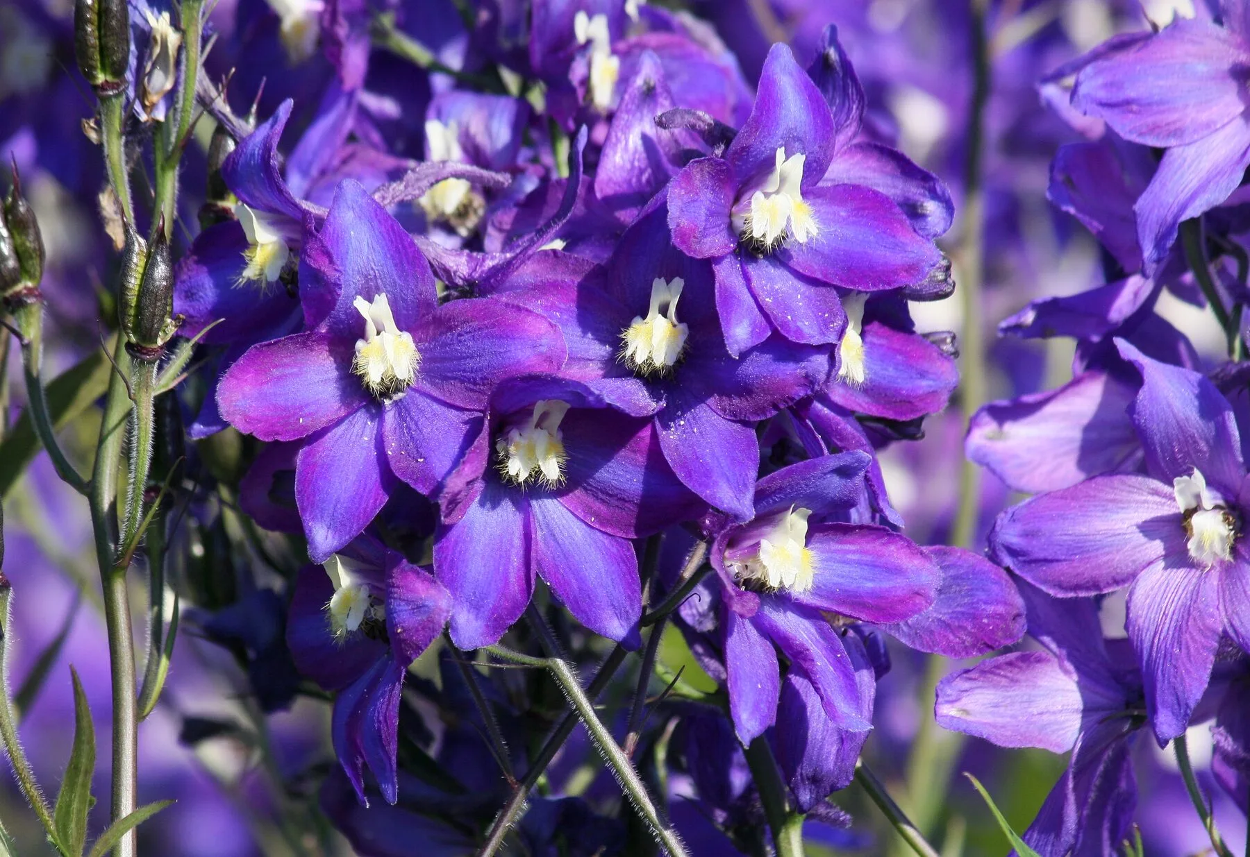 Blau-violette Rittersporn-Blüten in Nahaufnahme
