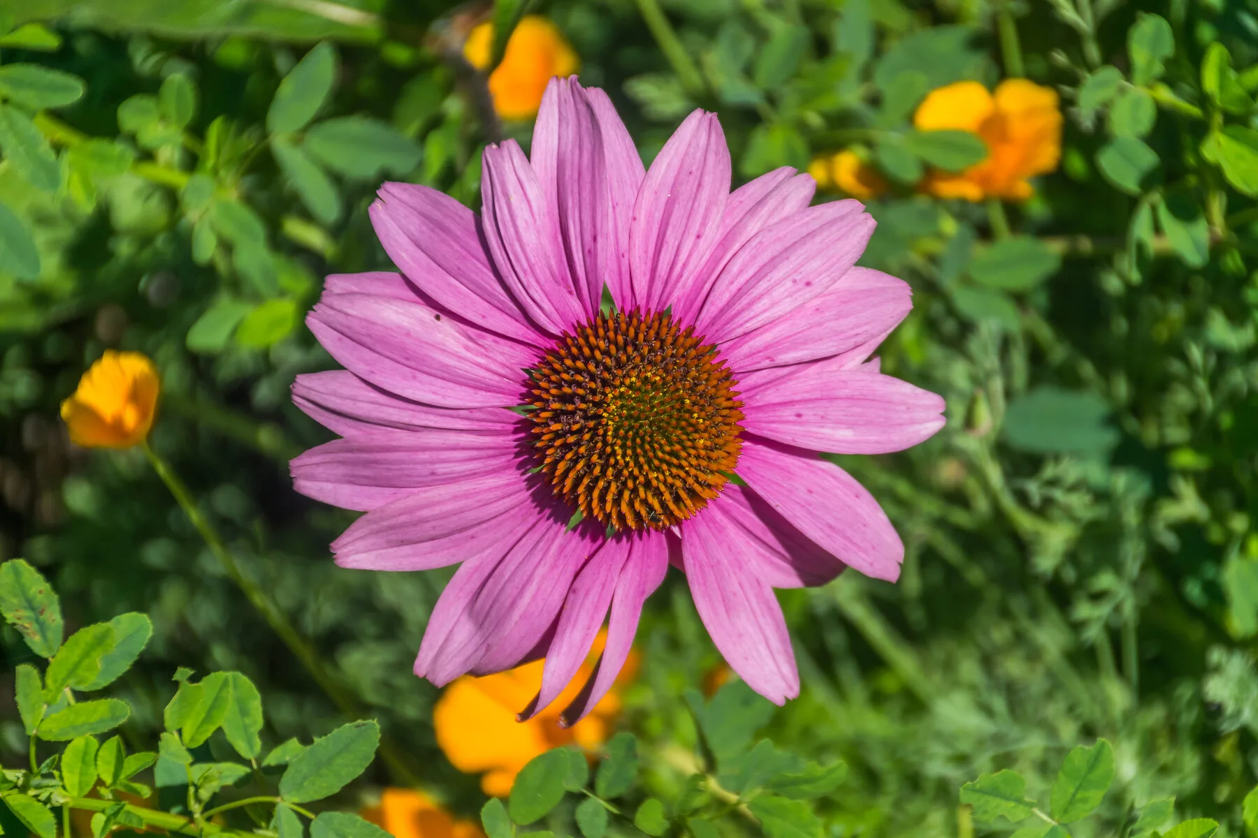 Rosa Purpursonnenhut mit orangebraunem Kegel