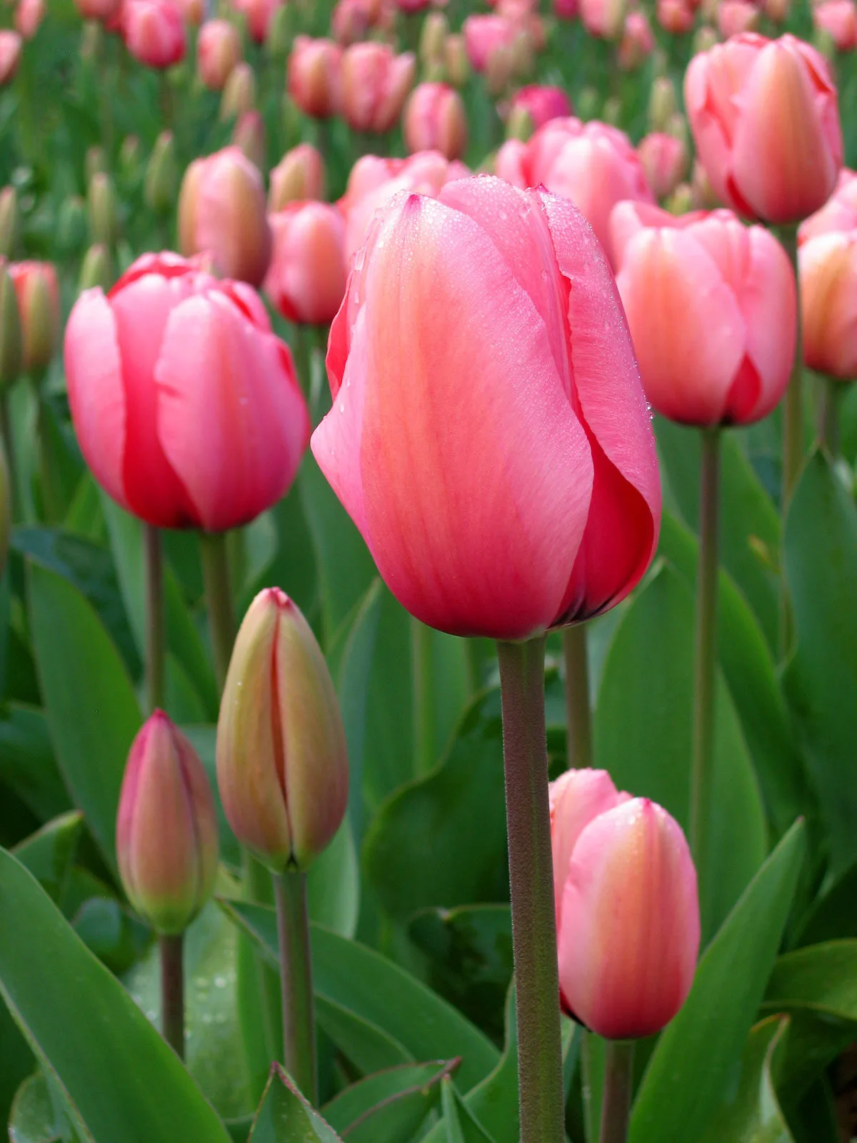 Rosa Tulpen in voller Blüte mit Tautropfen
