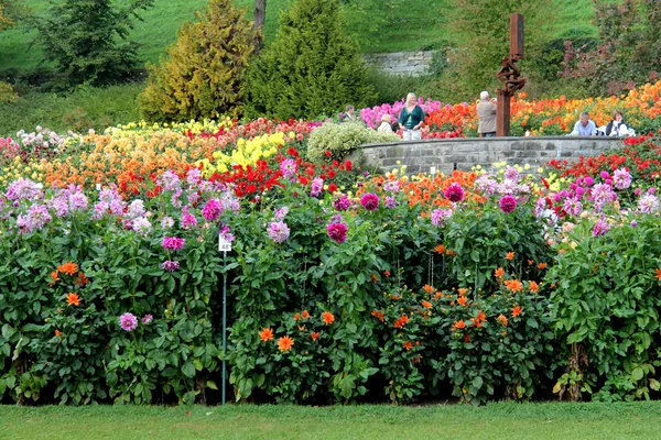 Buntes Dahlienbeet in voller Blüte auf der Insel Mainau