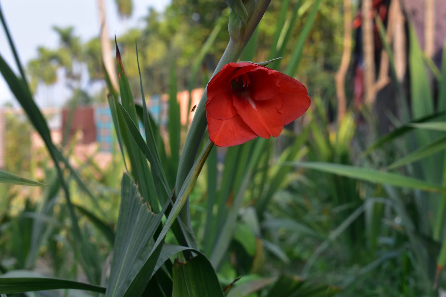 Leuchtend rote Gladiolenblüte am Stiel