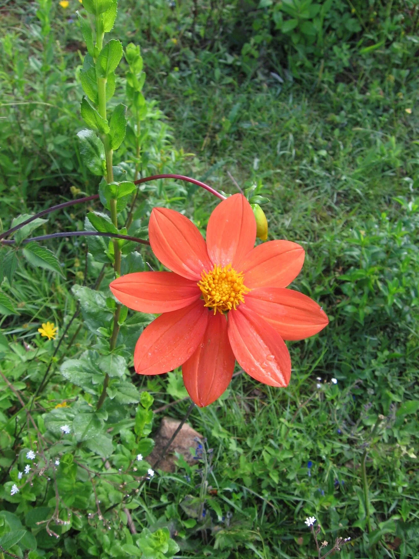 Single orange-red dahlia flower in the greenery