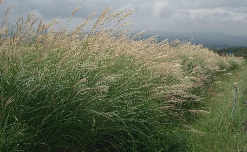 Chinese silver grass with silvery flower heads in the wind