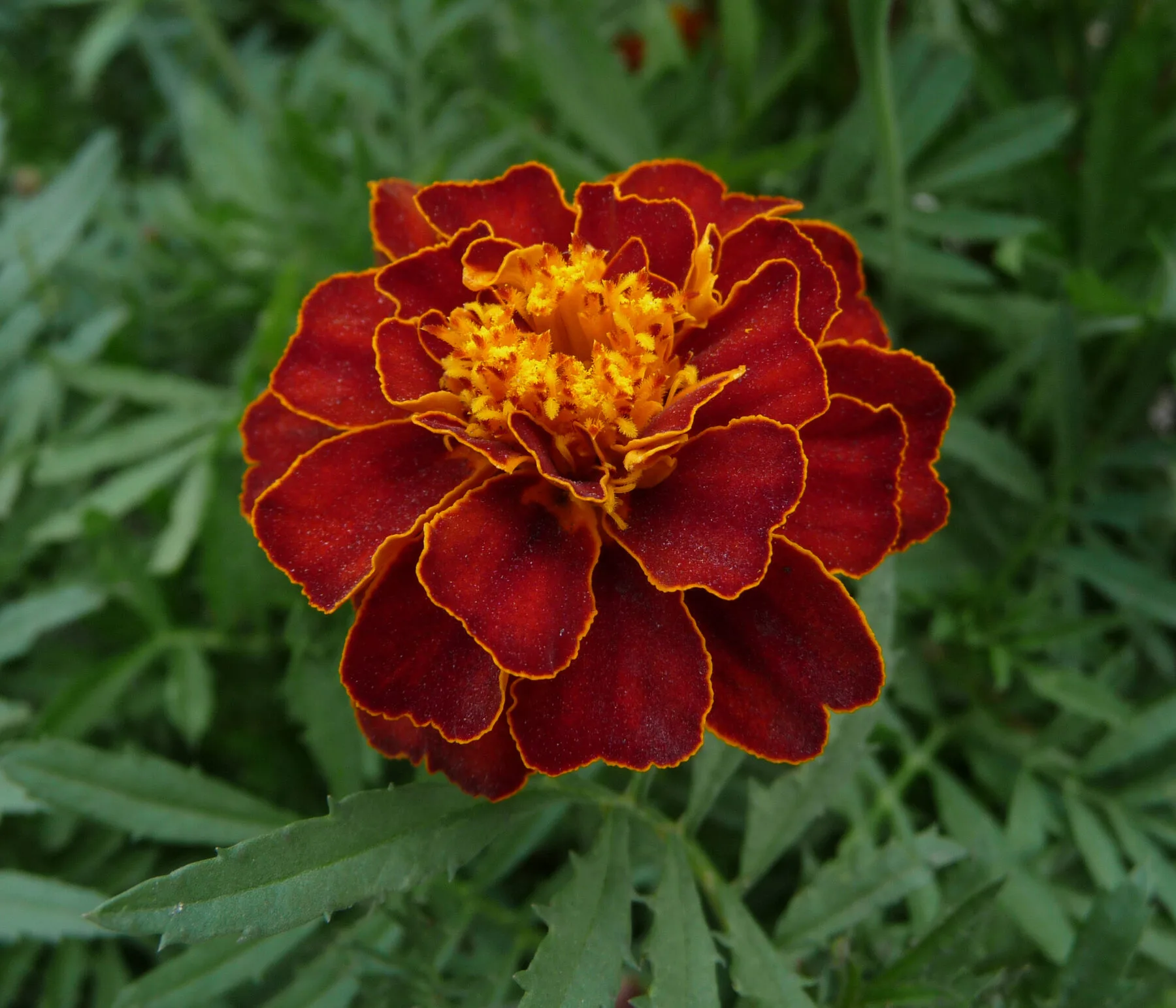 Rotbraune Tagetes-Blüte mit gelbem Rand