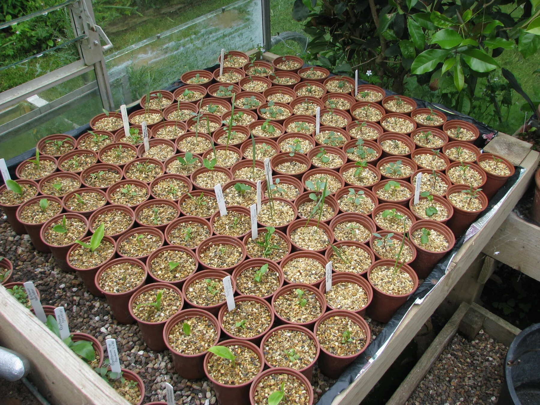 Many small pots with pricked-out seedlings in a greenhouse