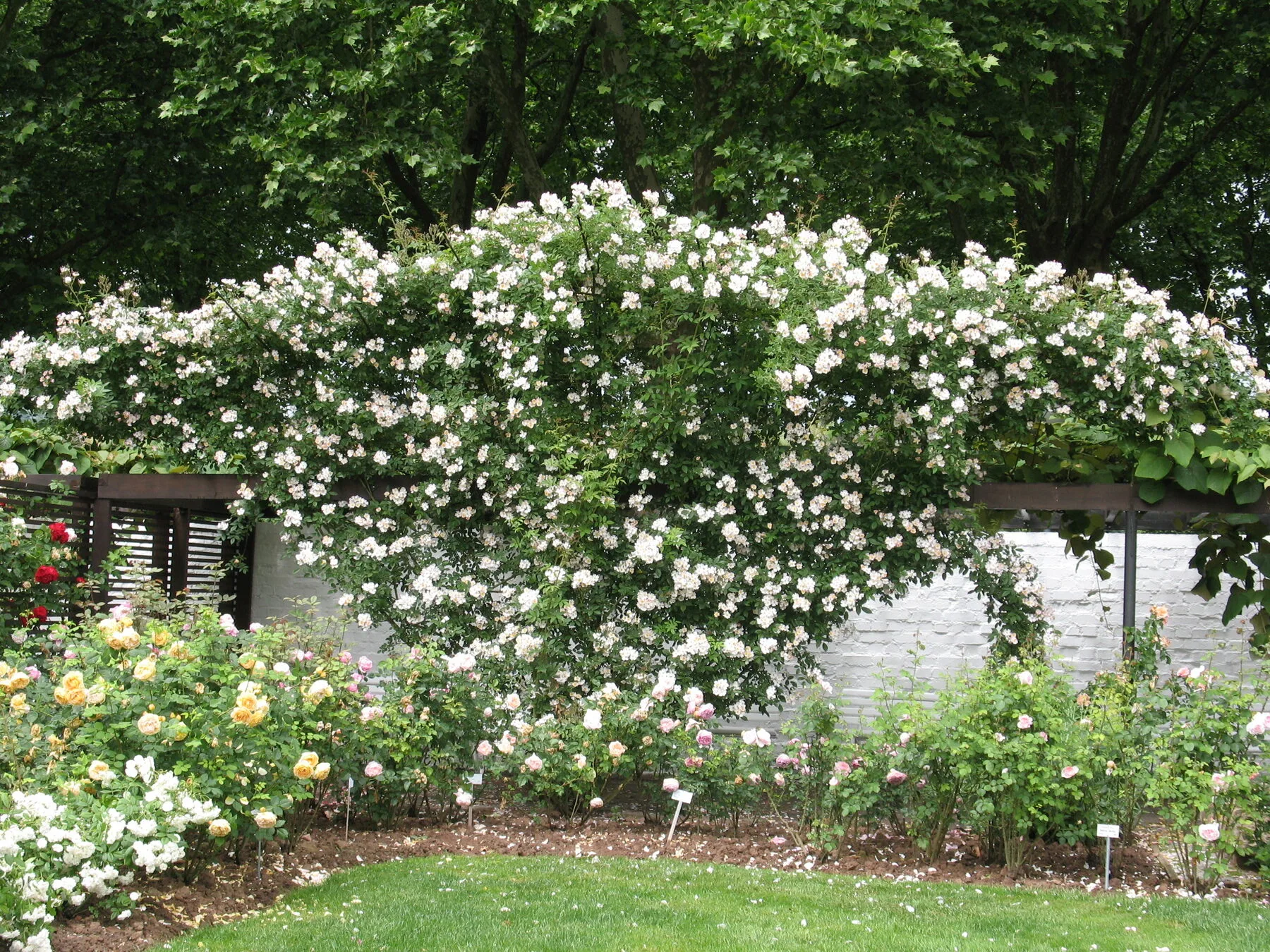 Weiße Kletterrose an einer Mauer über einem Rosenbeet