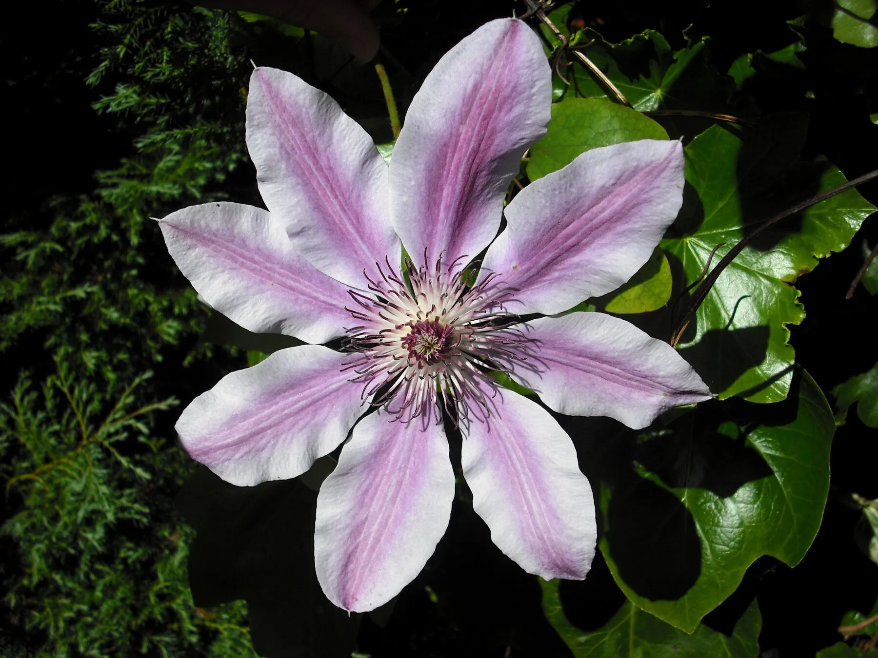 Rosa gestreifte Clematisblüte der Sorte Nelly Moser