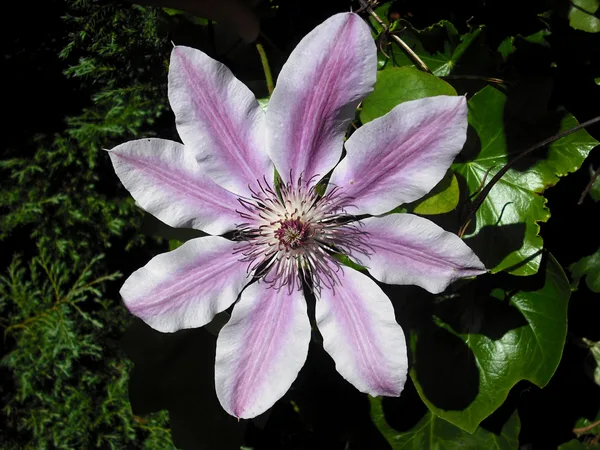 Rosa gestreifte Clematisblüte der Sorte Nelly Moser