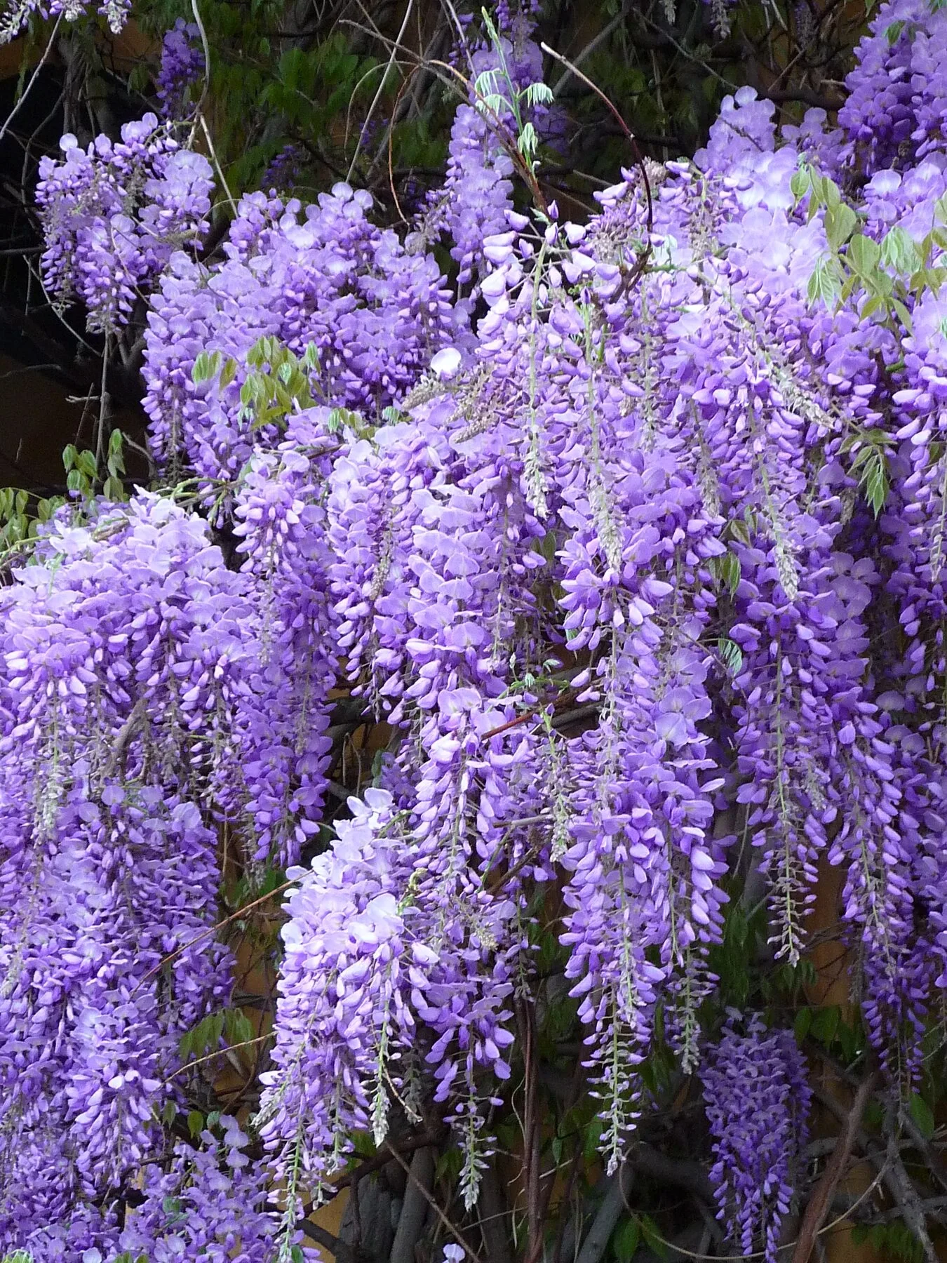 Hanging violet flower clusters of wisteria