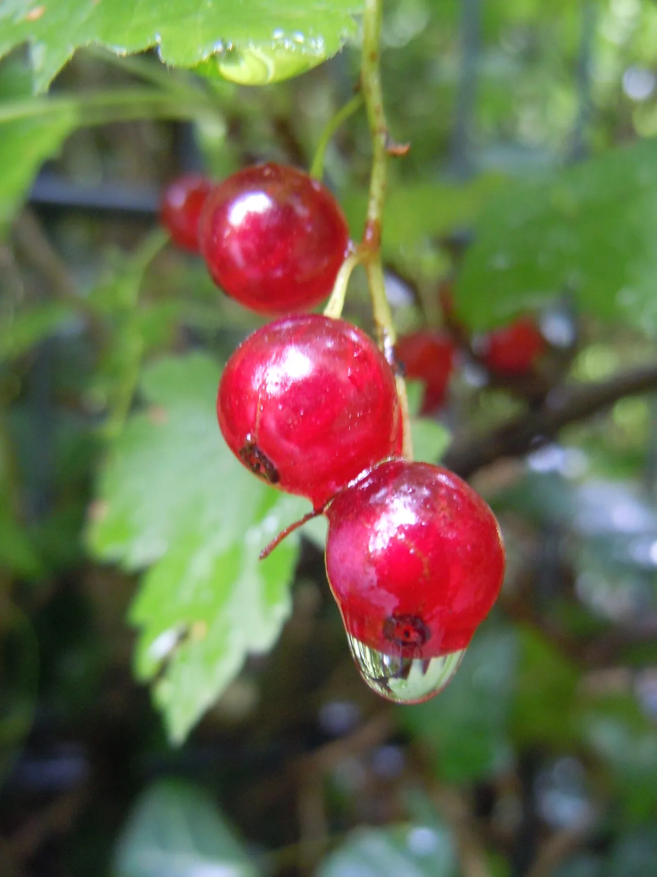Rote Johannisbeeren mit Wassertropfen am Strauch
