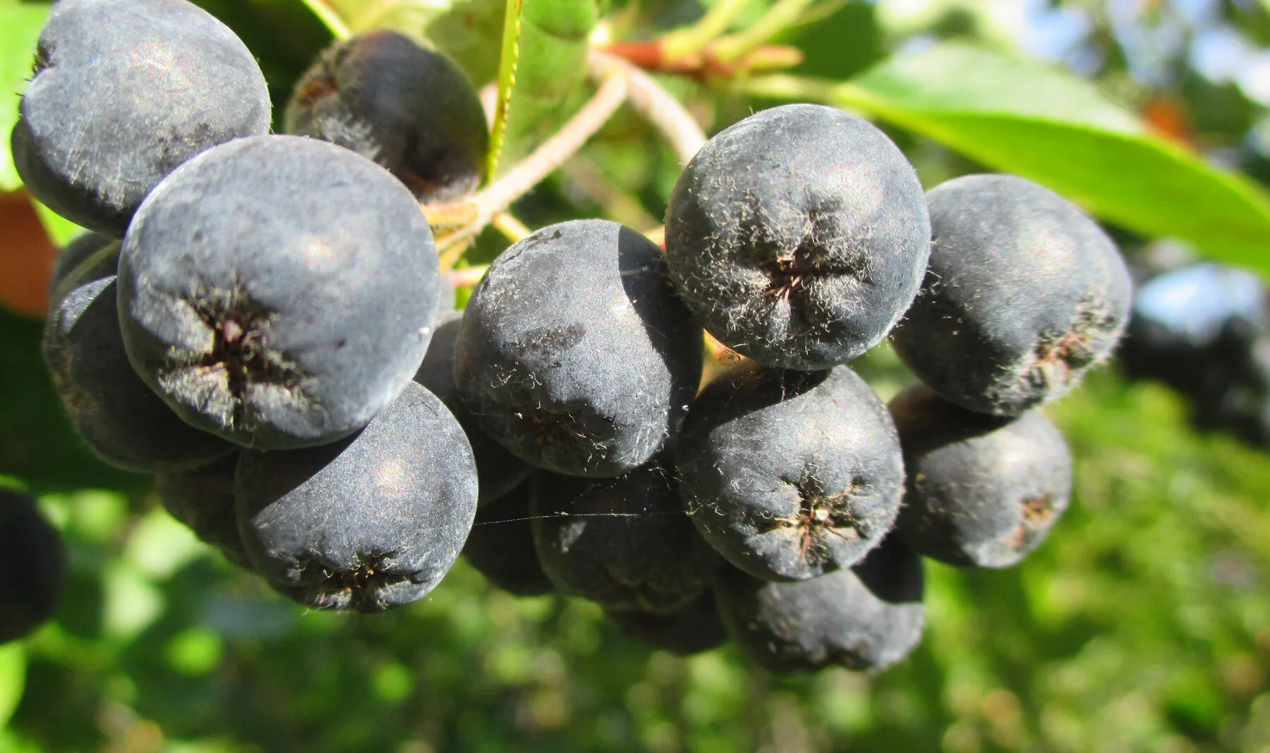 Dunkle Aronia-Beeren (Apfelbeere) in Nahaufnahme