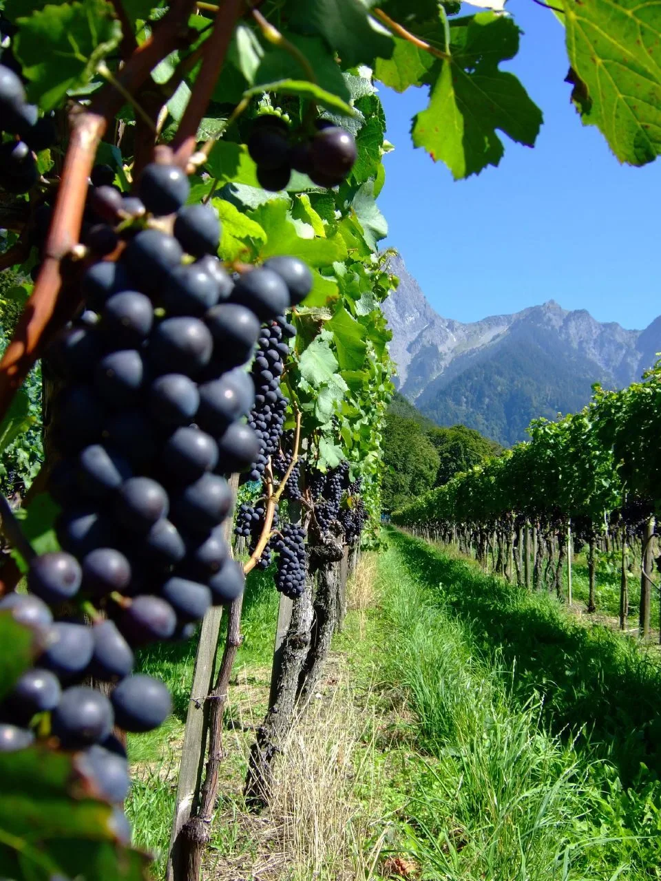 Blaue Weintrauben an der Rebe vor Bergkulisse