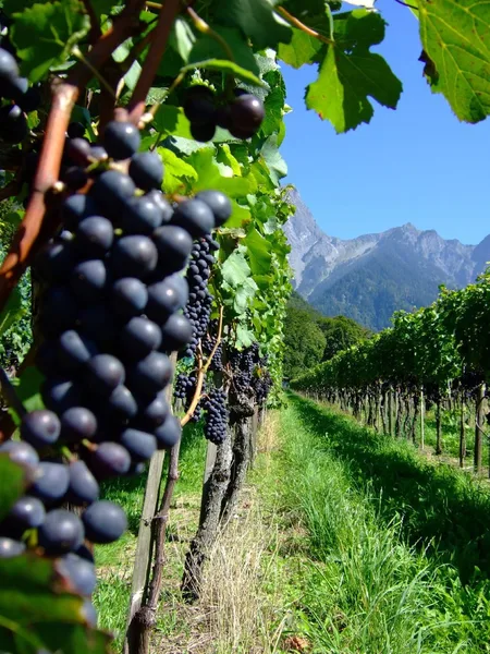 Blaue Weintrauben an der Rebe vor Bergkulisse