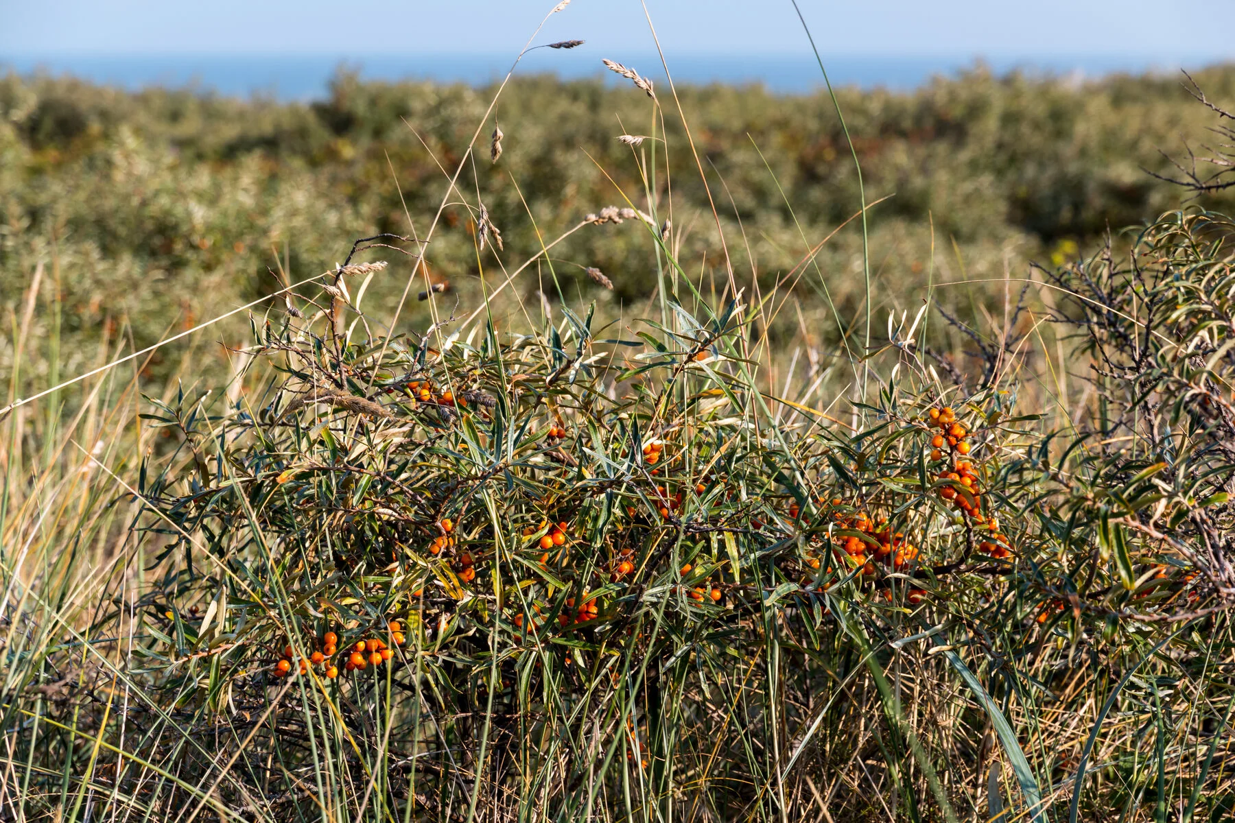 Sanddornstrauch mit orangen Beeren in den Dünen