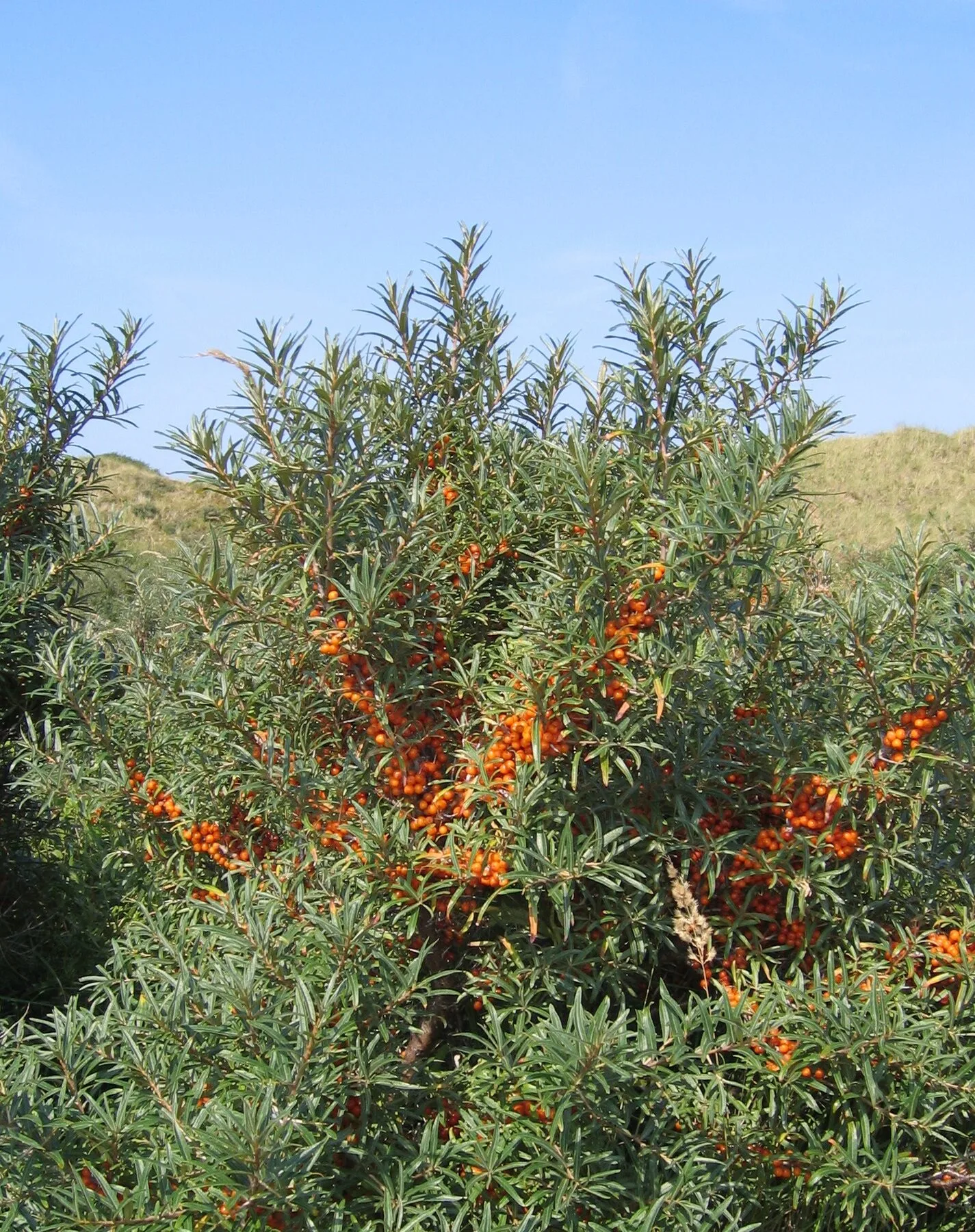 Dicht mit orangen Beeren besetzter Sanddornbusch