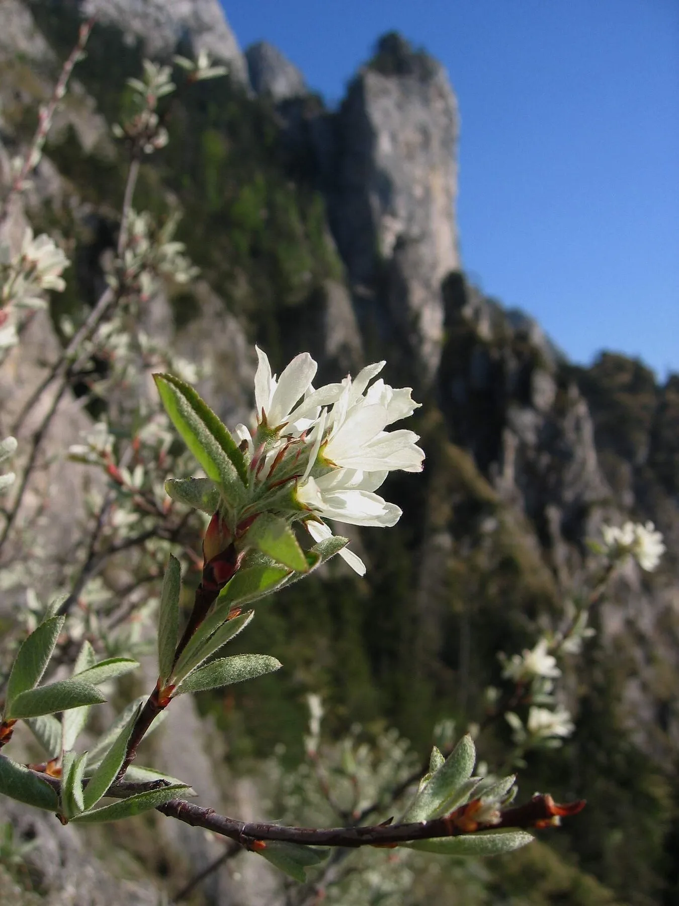 Weiße Blüten der Felsenbirne vor Felskulisse