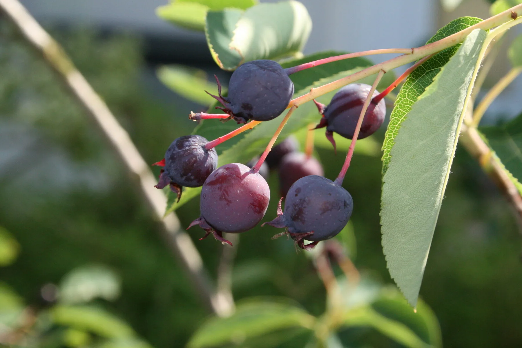 Ripe blue-violet serviceberry fruits on the twig