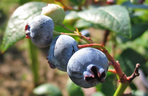 Reife Kulturheidelbeeren mit blauem Reif am Zweig