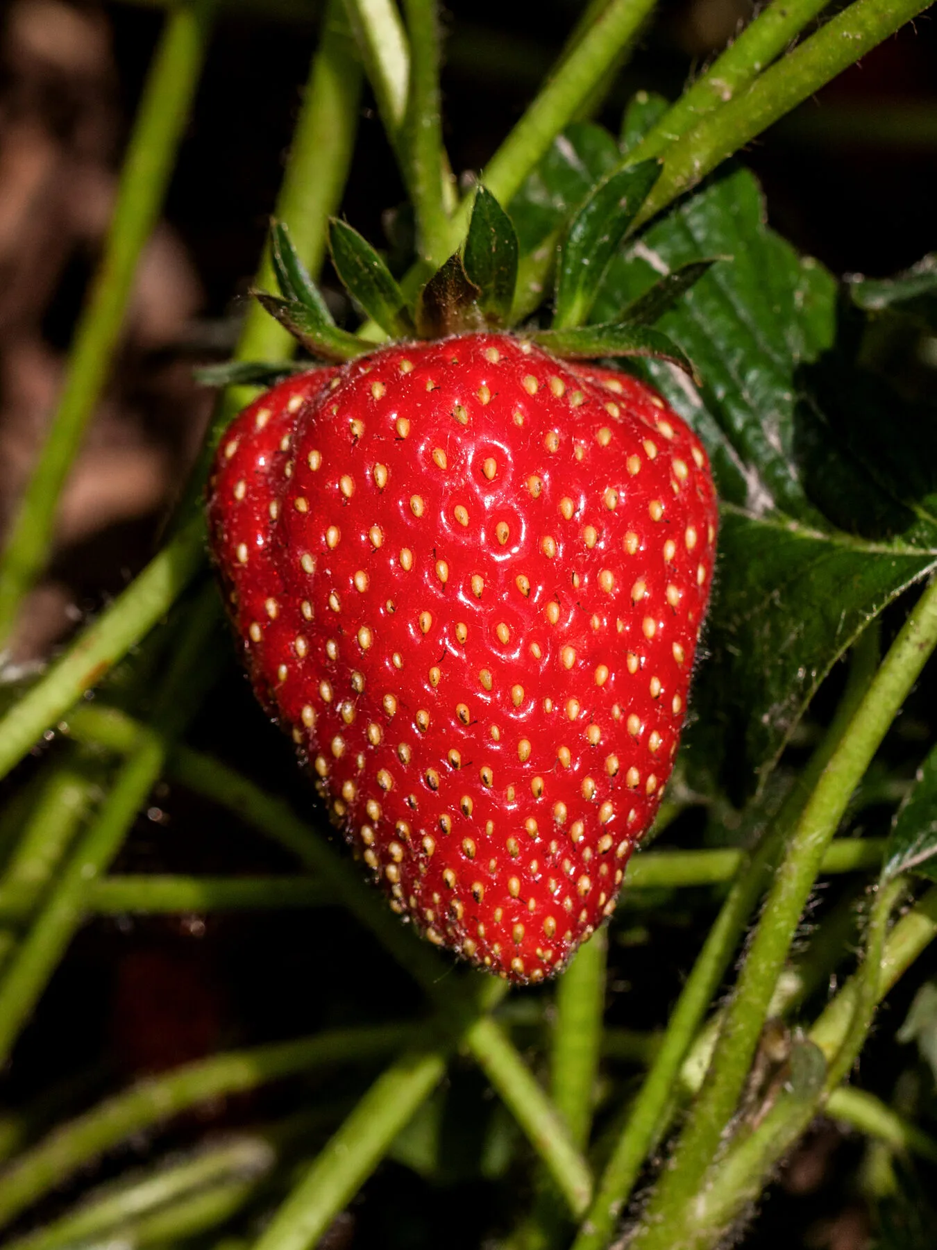 Reife rote Erdbeere an der Pflanze