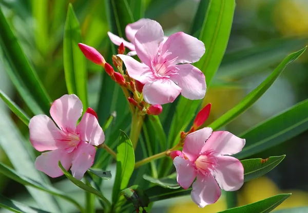 Rosa blühender Oleander mit Knospen