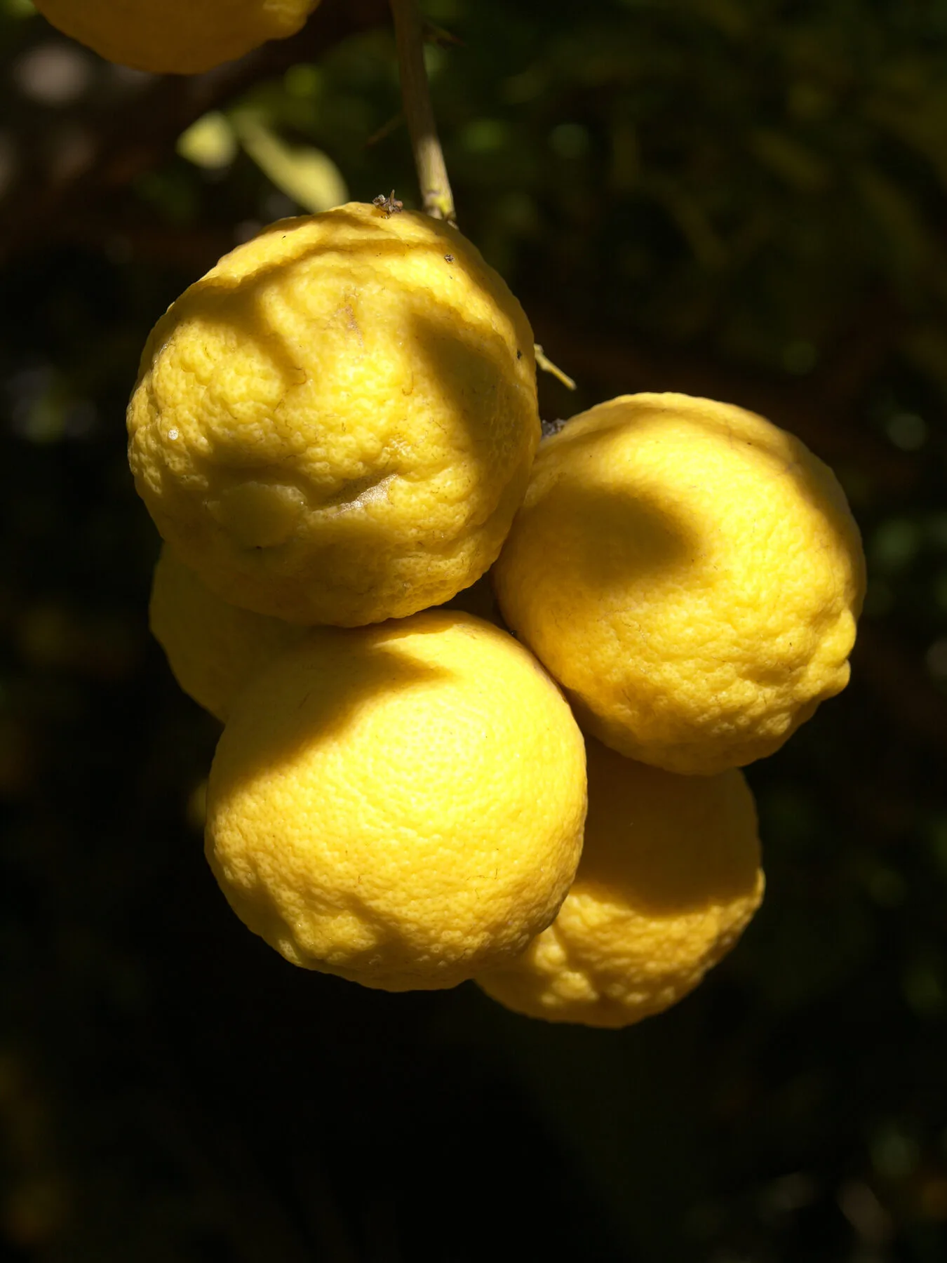Reife gelbe Zitronen am Baum