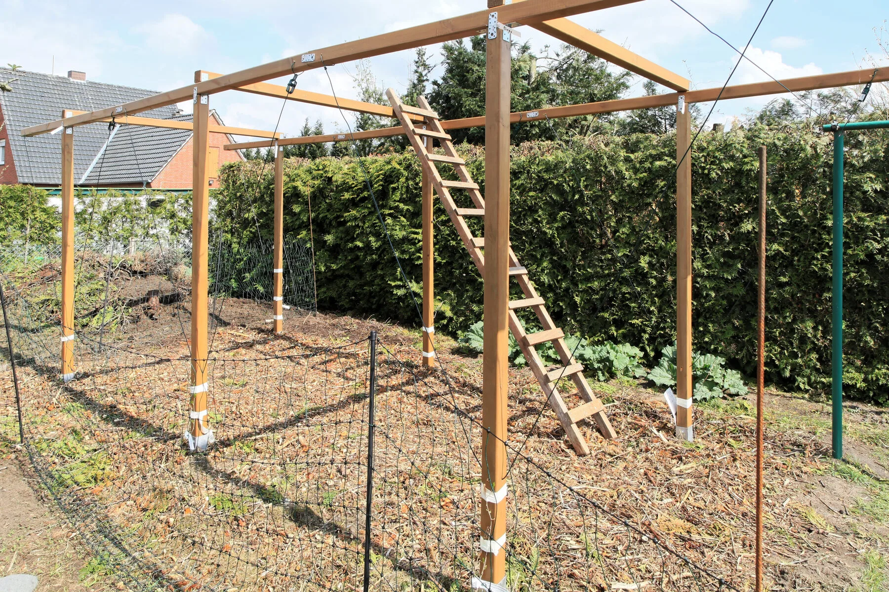 Sturdy wooden frame as a support for hardy kiwis in the garden