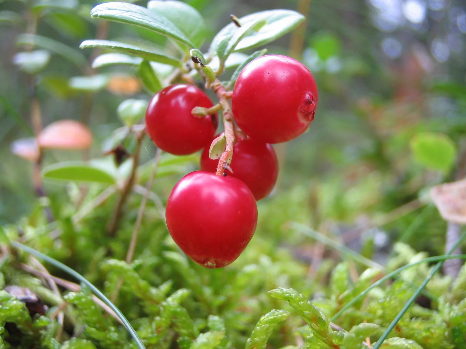 Rote Preiselbeeren an der immergrünen Pflanze