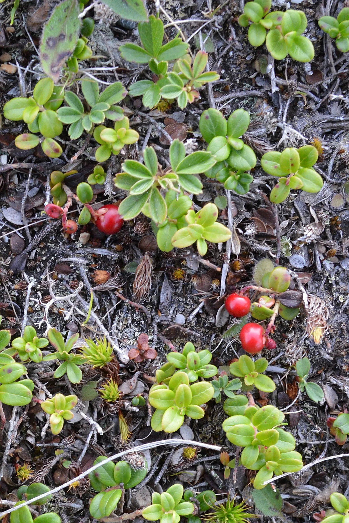 Preiselbeer-Bodendecker mit roten Beeren auf Waldboden