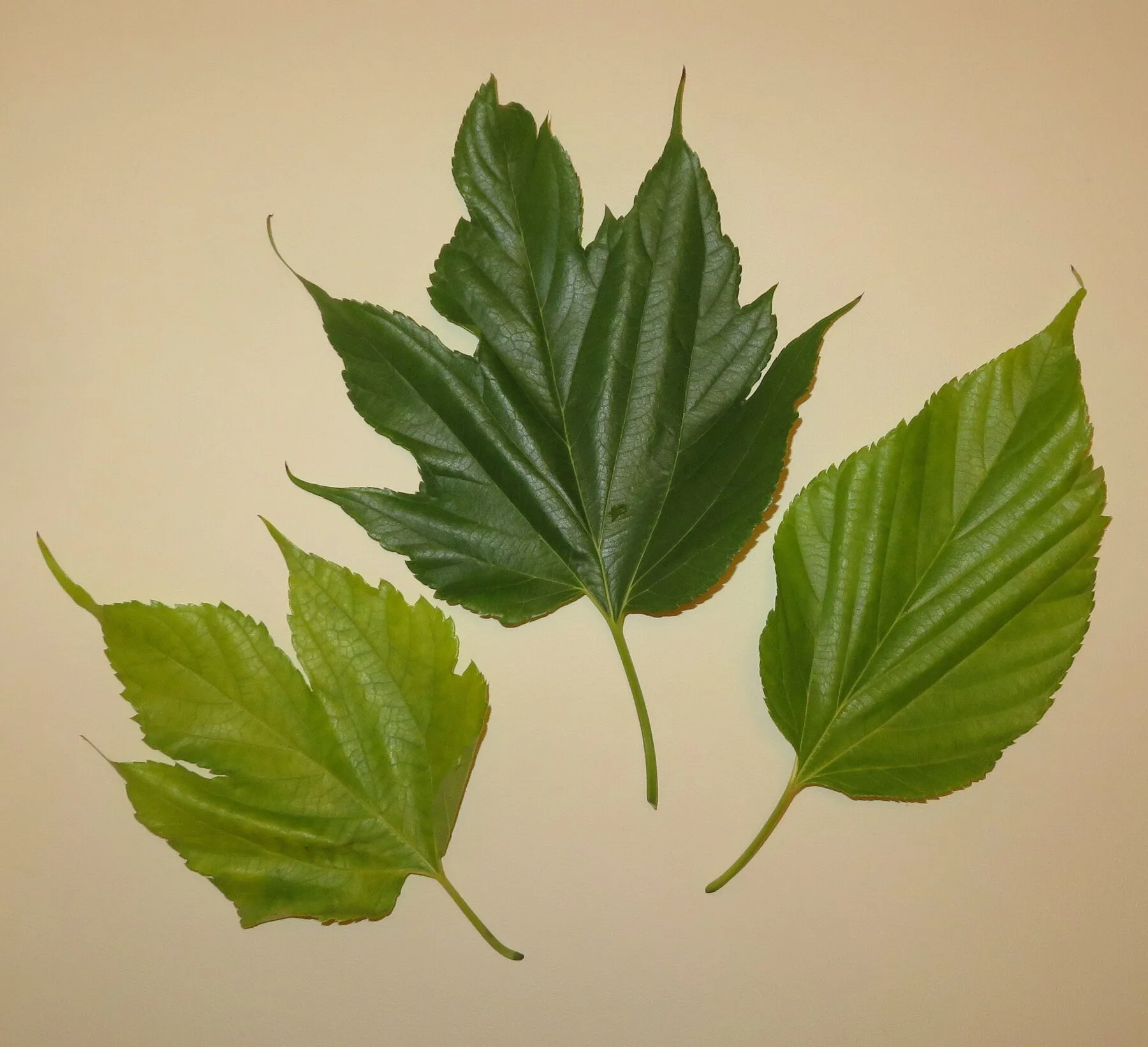 Differently shaped leaves of the mulberry tree