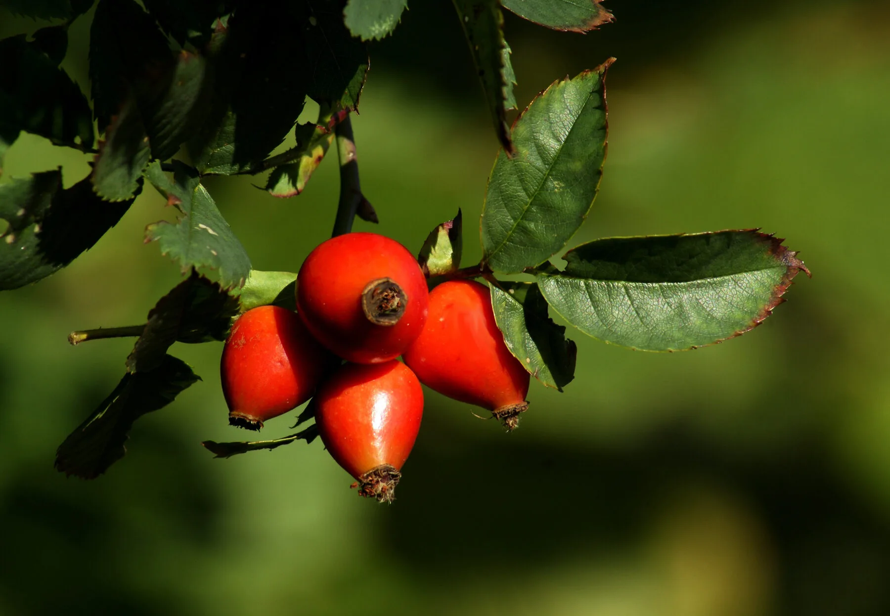 Leuchtend rote Hagebutten am Zweig