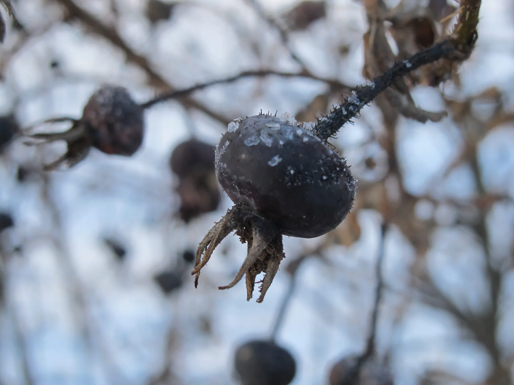 Single rose hip with hoarfrost in winter