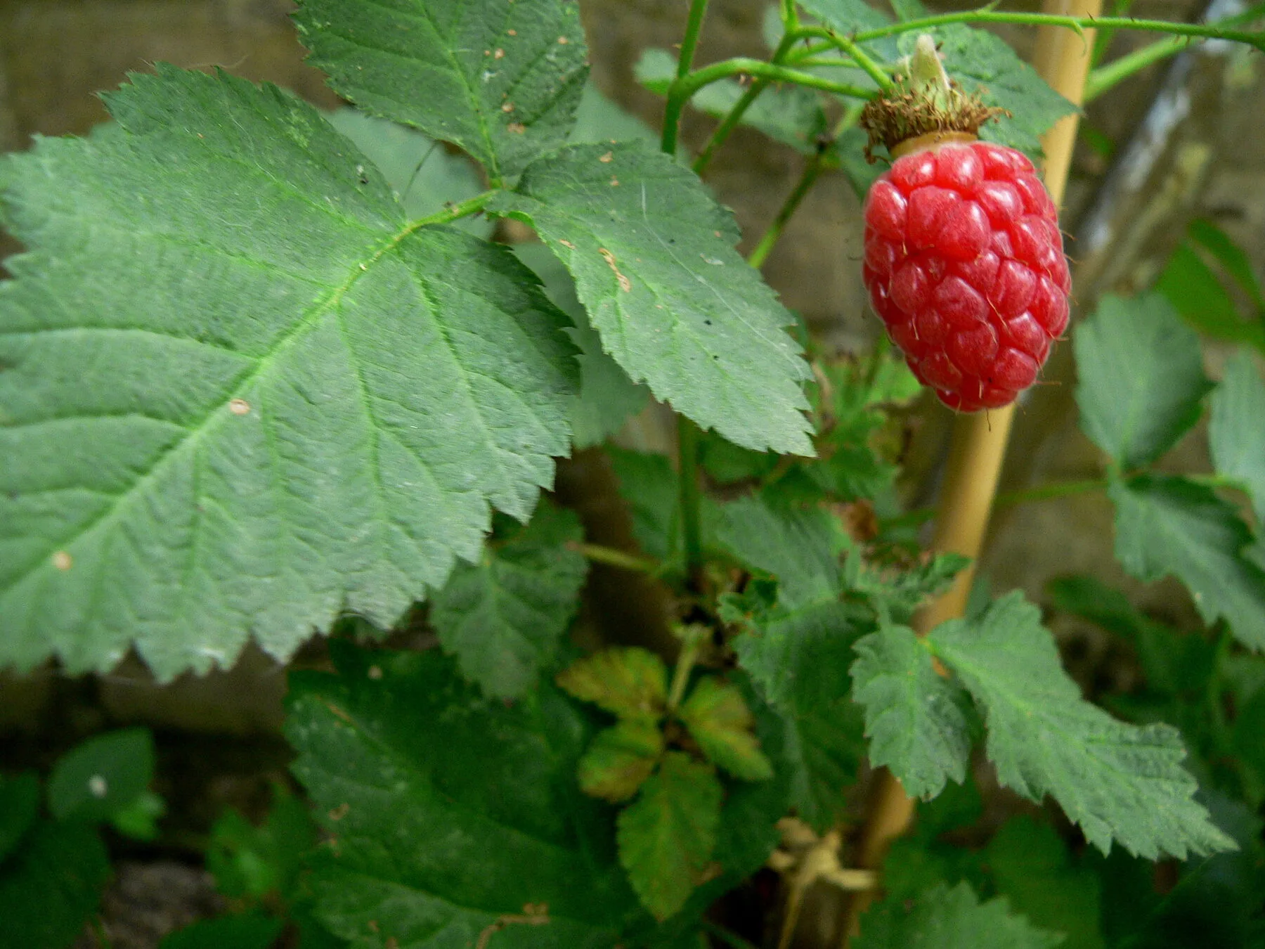 Rote Taybeere am Zweig