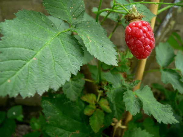 Rote Taybeere am Zweig