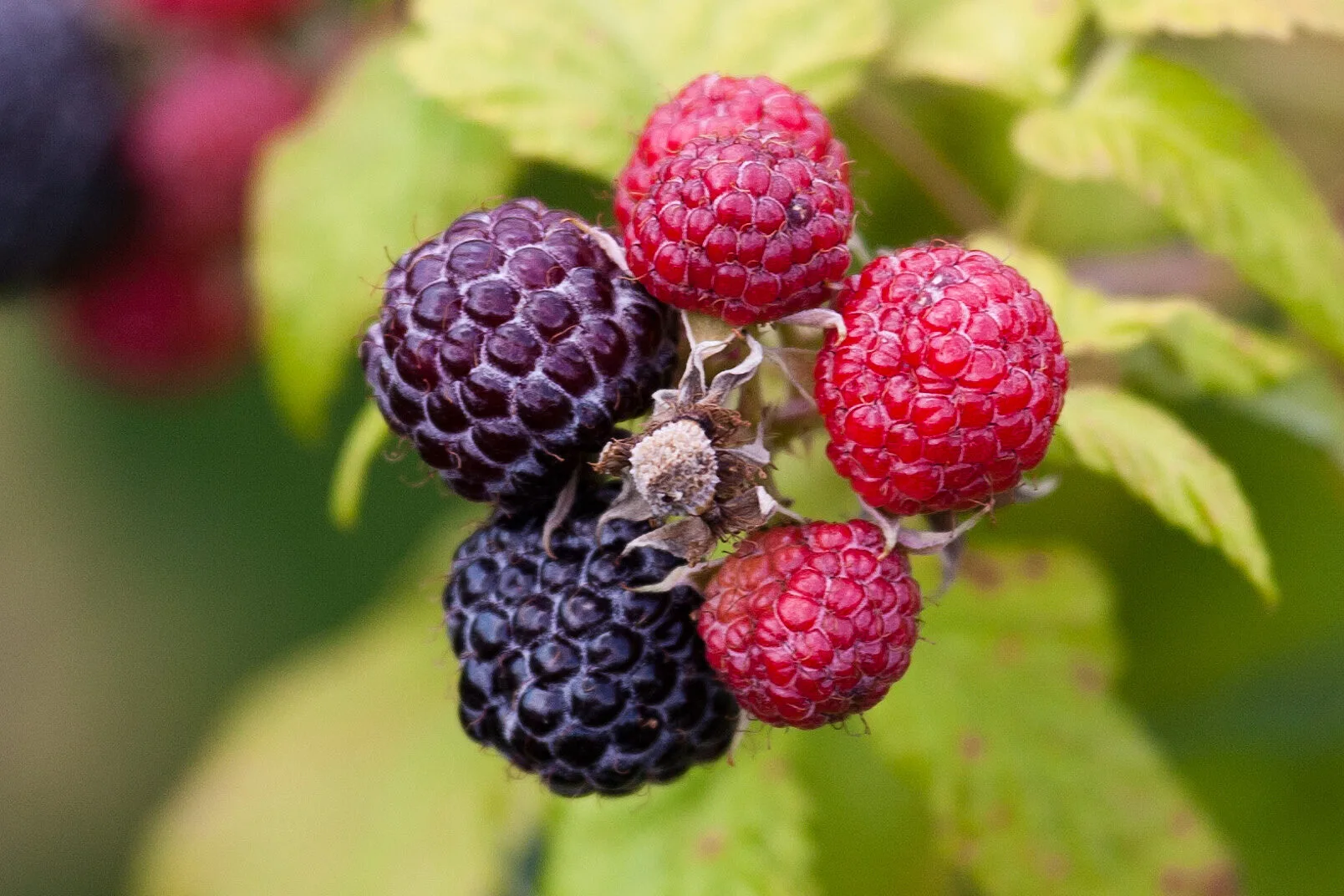 Loganberries at various ripeness on the cane