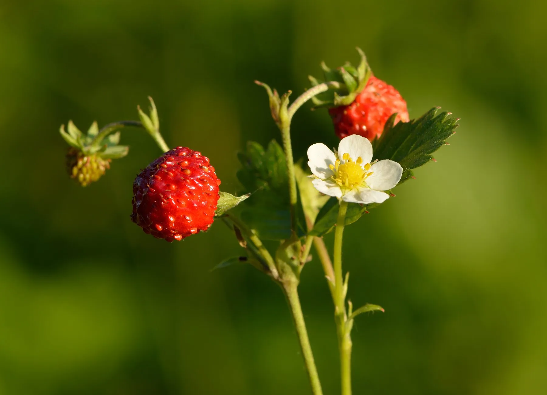 Walderdbeeren mit Frucht und weißer Blüte