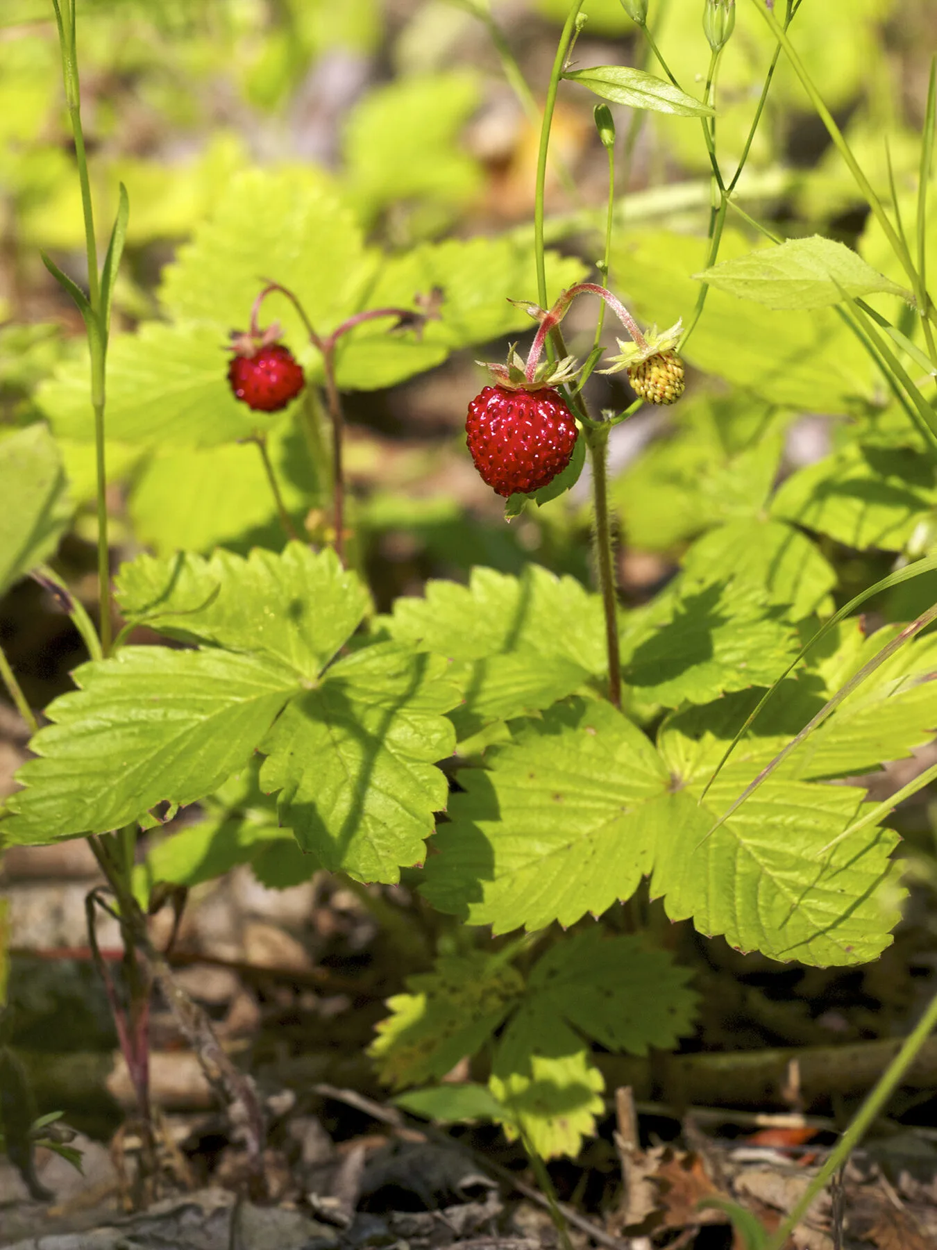Walderdbeer-Pflanze mit roten Früchten am Waldboden