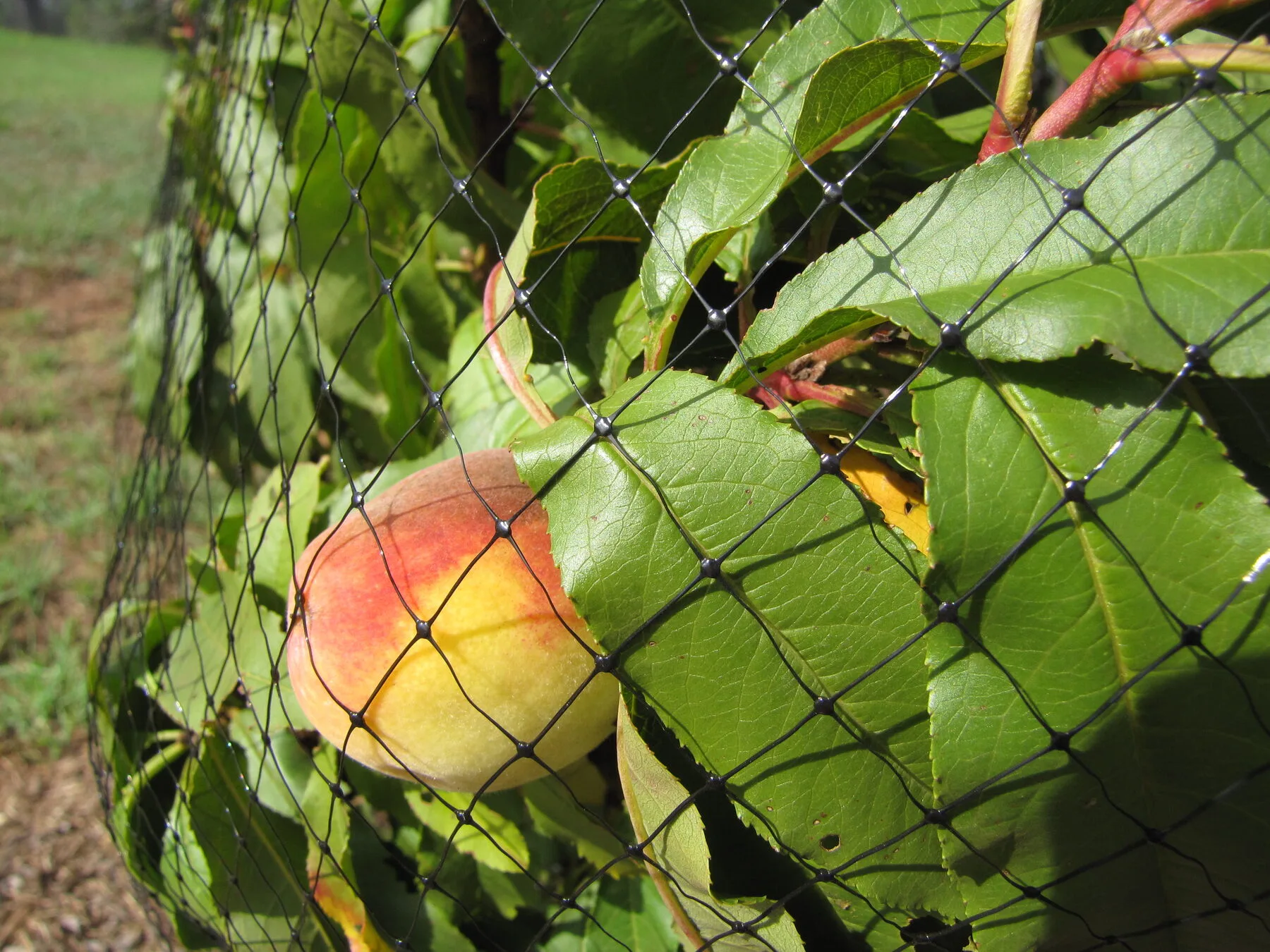 Obst am Baum unter einem schwarzen Vogelschutznetz