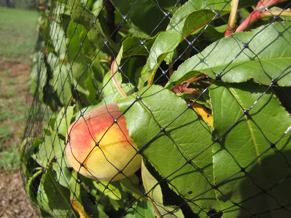 Obst am Baum unter einem schwarzen Vogelschutznetz